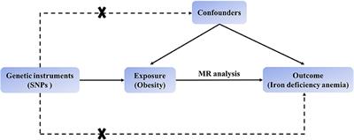 Causal relationship between obesity and iron deficiency anemia: a two-sample Mendelian randomization study